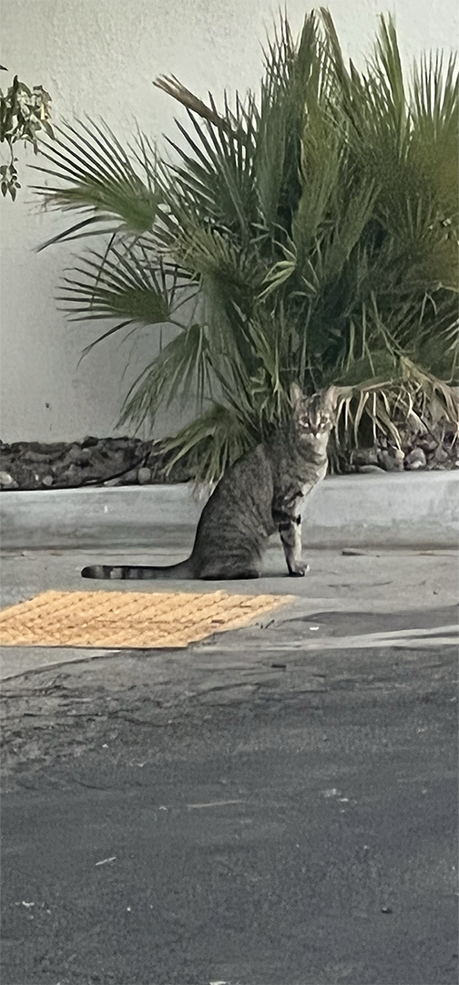 cat