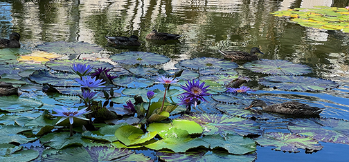 a walk in the japanese garden